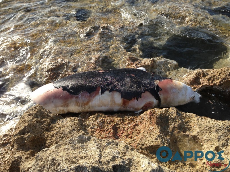 Μεσογειακή φώκια ξεβράστηκε  νεκρή σε βράχια παραλίας της Κυπαρισσίας (φωτογραφίες)