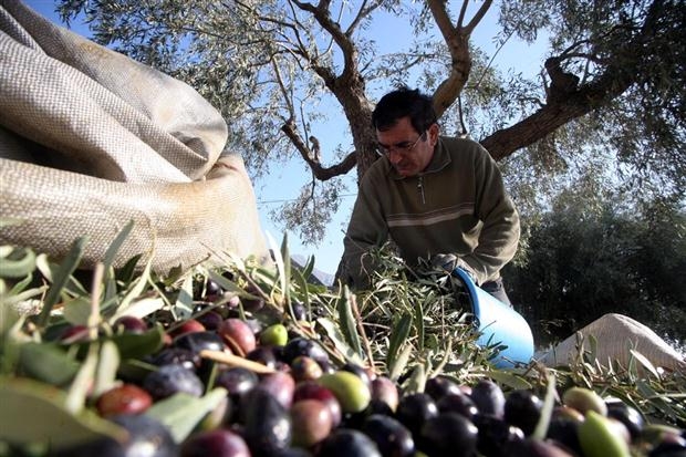 Πρόγραμμα κατάρτισης ελαιοπαραγωγών στην Ιταλία!