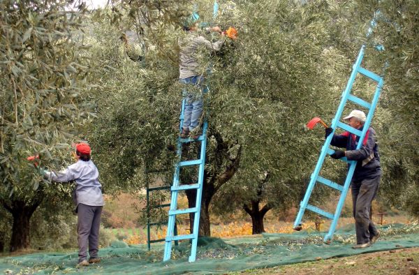 Η Ελλάδα χάνει έδαφος στο μερίδιο παραγωγής του ελαιολάδου