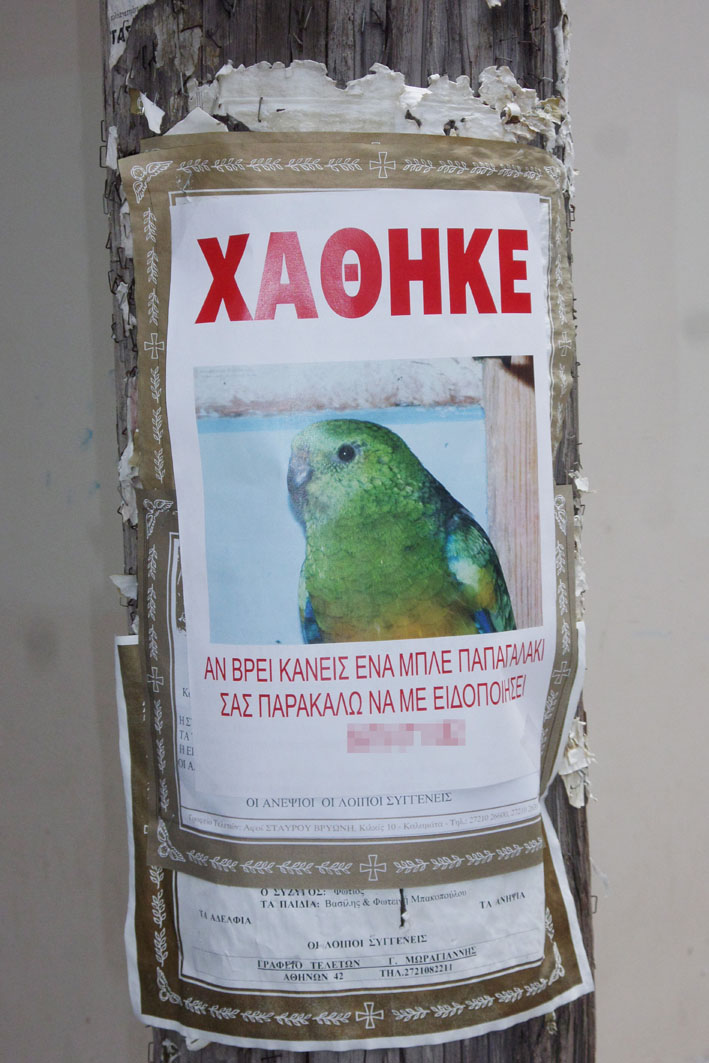 Το παπαγαλάκι που αναζητείται…(φωτογραφία)