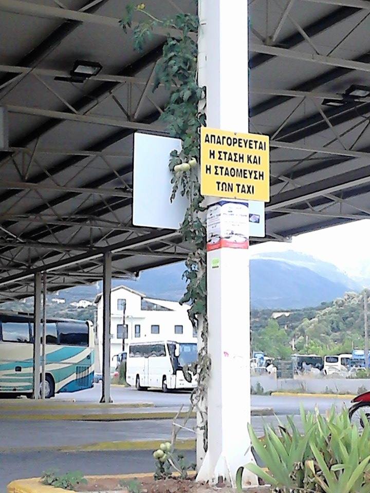 Πάει για ρεκόρ η ντομάτα-μασκότ της Καλαμάτας (φωτογραφία)