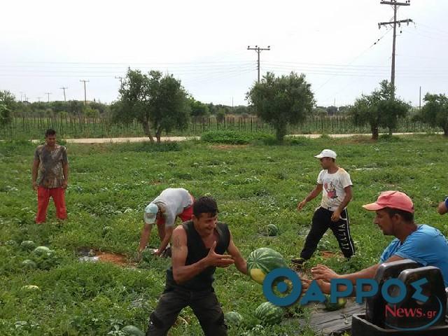 Περισσότεροι από 40.000 τόνοι καρπουζιού έχουν συγκομιστεί στην Τριφυλία