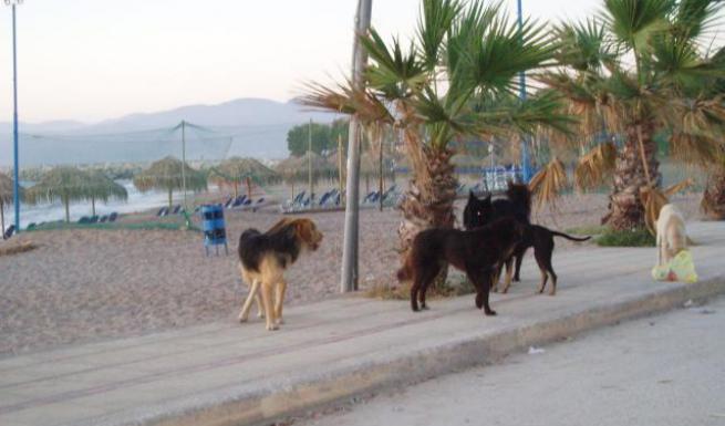 Επιθέσεις σε εθελοντές και θαλάσσιες χελώνες από αγέλη σκύλων στον Κυπαρισσιακό