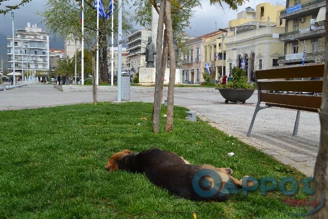 «Καμπανάκι» ανησυχίας για το μέλλον των αδέσποτων ζώων στην Καλαμάτα