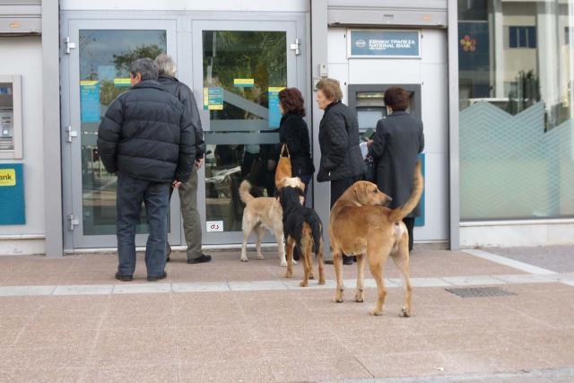 Τα αδέσποτα δε βγάζουν 60ευρα από το ATM…