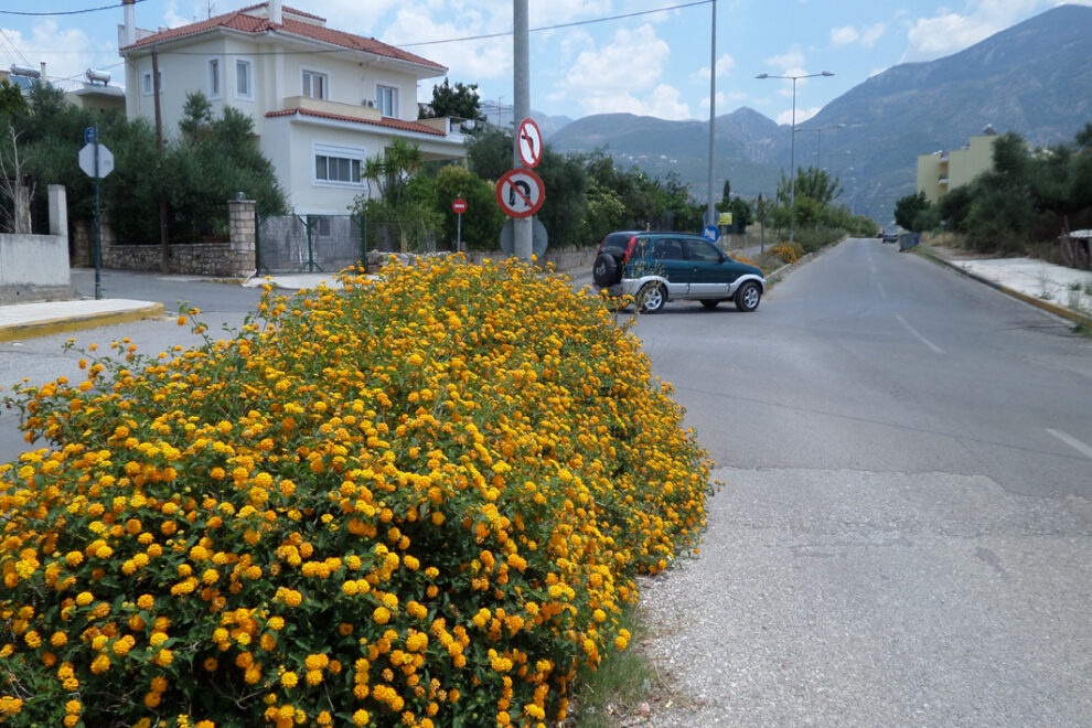 Επικίνδυνες ανθισμένες νησίδες