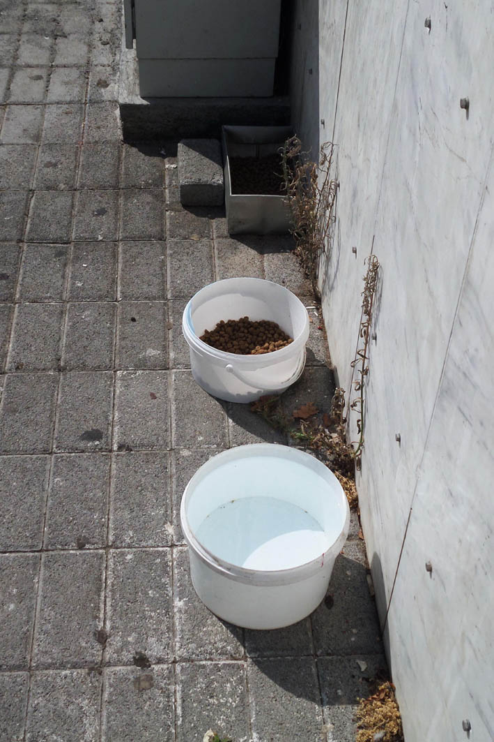 Για τα αδέσποτα