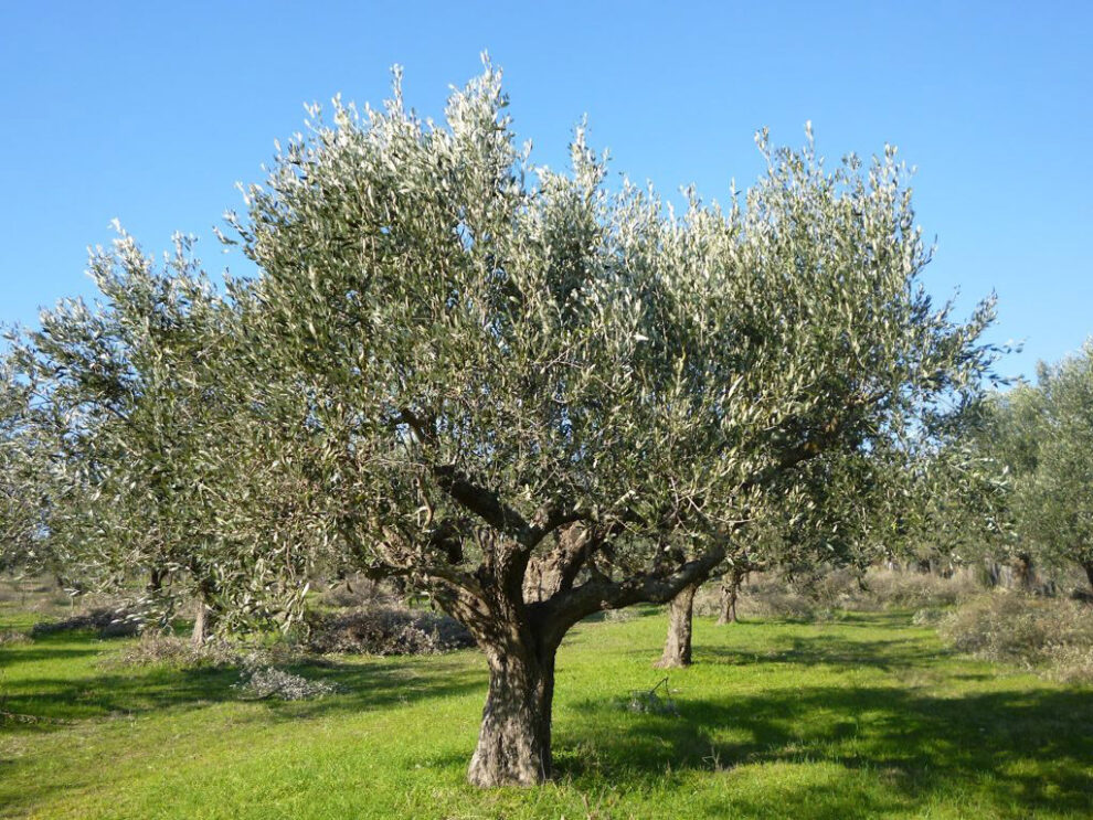 Ελαιοκομία: Σιγά, το υπουργείο… κοιμάται