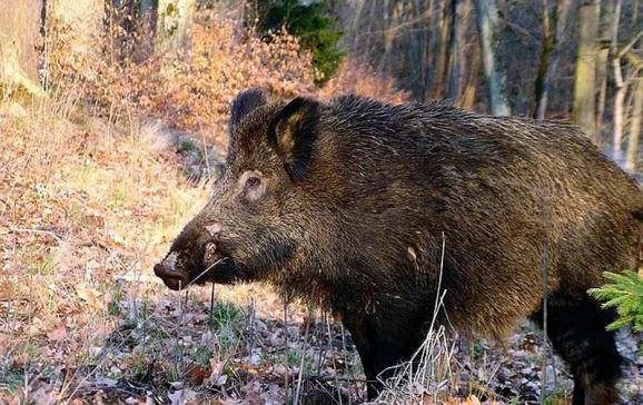 Σύλληψη ατόμου για συρμάτινες θηλιές παγίδευσης αγριόχοιρου