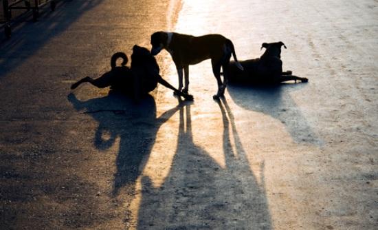 Επίθεση αδέσποτων σκύλων στο νεκροταφείο Μεσσήνης