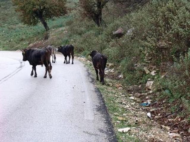 Μια γυναίκα τραυμάτισαν τα βοοειδή στον Ταΰγετο