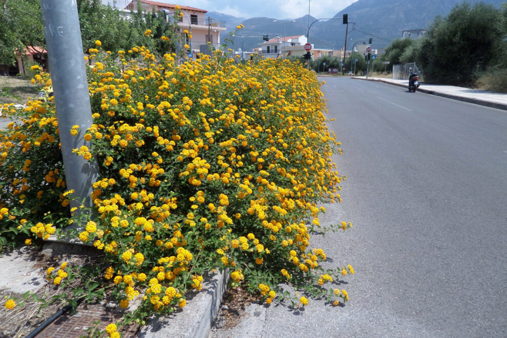 Ξεχείλισε… η νησίδα