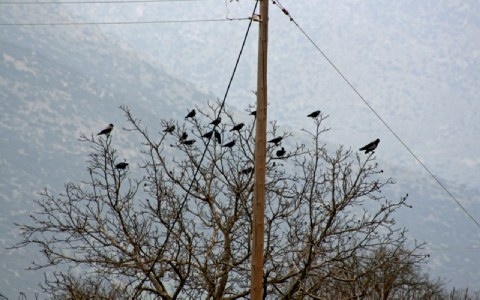 Μαζική εξόντωση κορακοειδών αποφασίστηκε στην Καλαμάτα