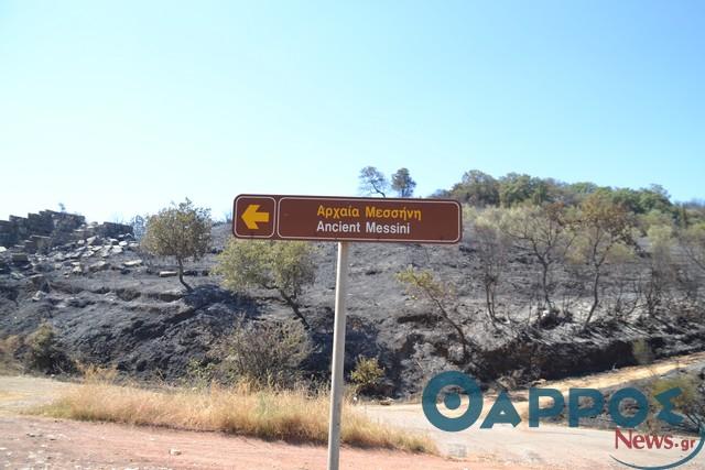 Νέα φωτιά στη Μεσσηνία