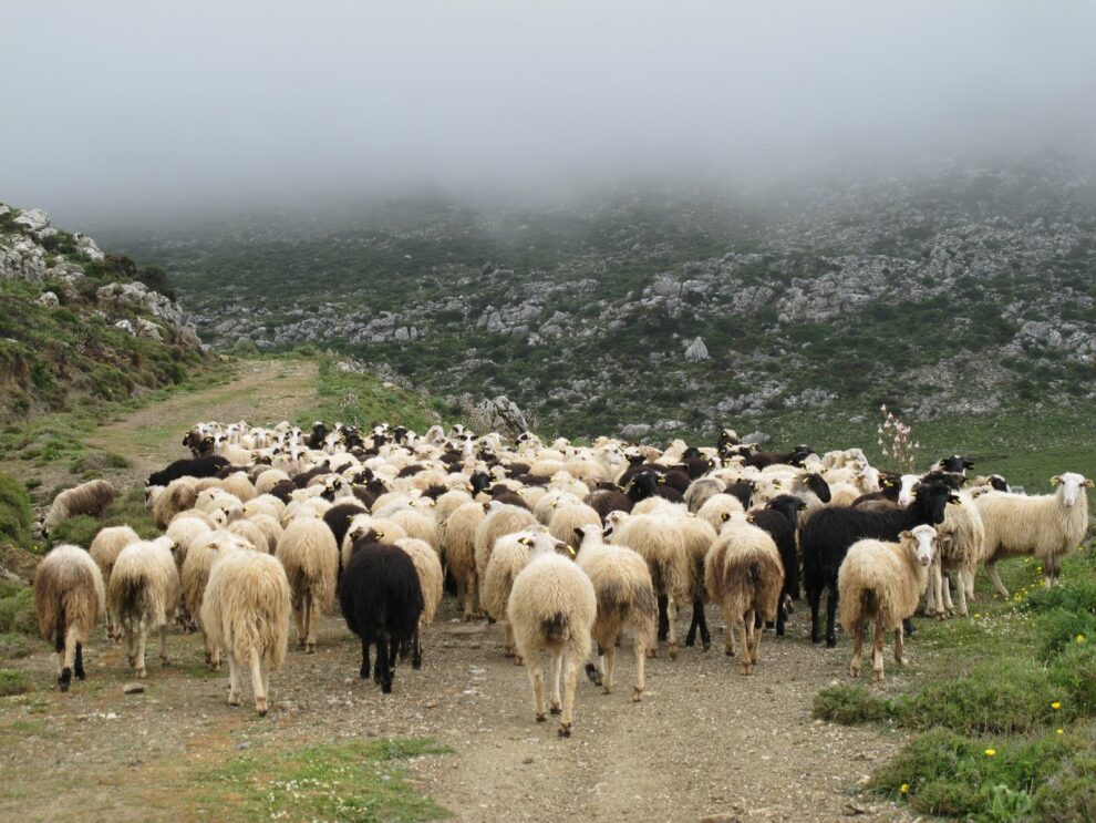 Θανάτωση ζώων στη Μεσσηνία λόγω μελιταίου πυρετού