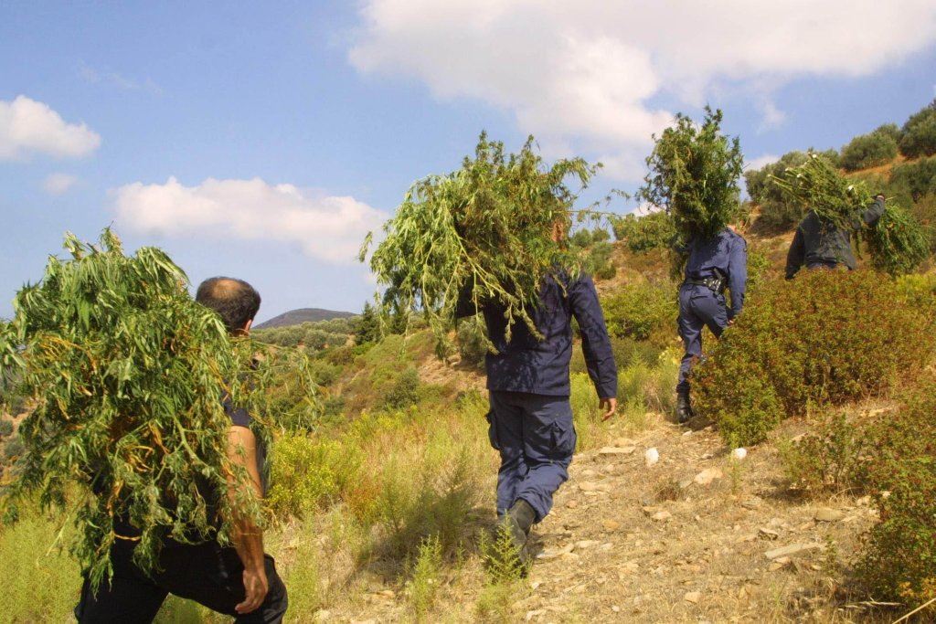 Ορφανή «φυτεία» με χασισόδεντρο  6 μέτρων στον Πάμισο