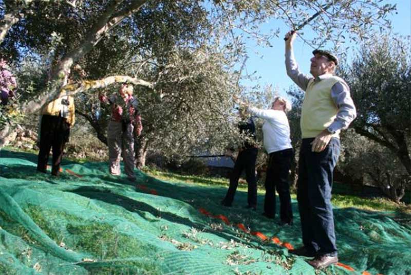 «Ελεήθηκαν» οι παραγωγοί από την άνοδο των τιμών του ελαιολάδου