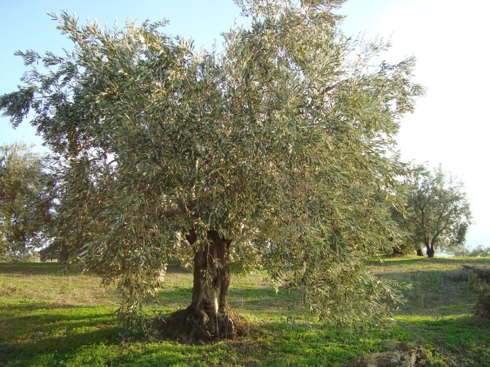 Ανησυχητικές διαπιστώσεις για την ελαιοπαραγωγή στη Μεσσηνία από την Περ. Πελοποννήσου