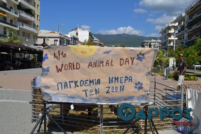 Ουσιαστική ανταπόκριση του κόσμου της Καλαμάτας στην Παγκόσμια Ημέρα Ζώων
