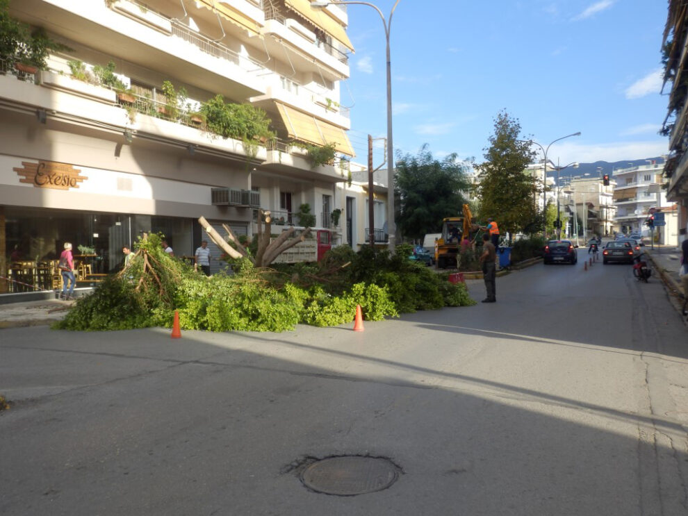 Η άσφαλτος νίκησε το φίκο