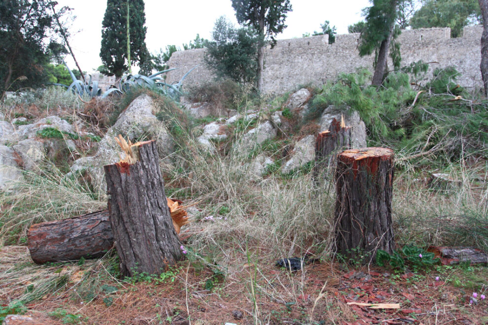 Αντιδράσεις για την κοπή δέντρων στο  πευκοδάσος έξω από το Νιόκαστρο της Πύλου