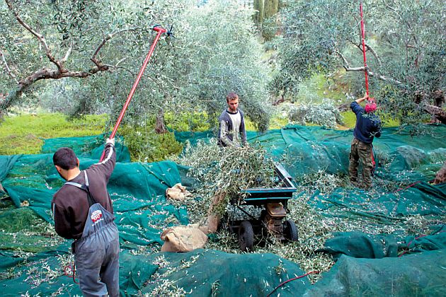 Δύσκολο να λυθεί φέτος  το πρόβλημα με τους εργάτες γης