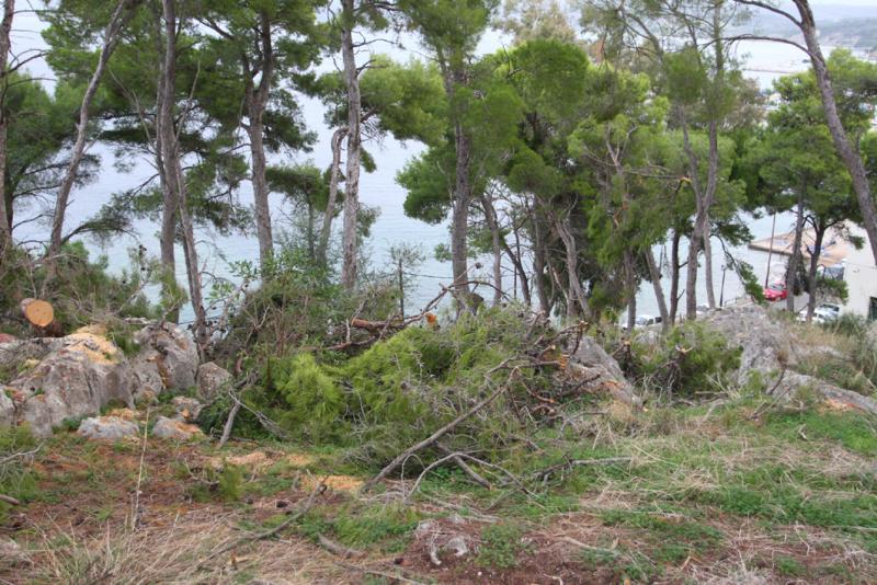 Ενέργειες αποκατάστασης πευκοδάσους του αρχαιολογικού χώρου «Νιόκαστρο»