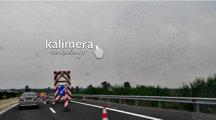 Σμήνος πουλιών … «χορεύει» πάνω από το δρόμο Τρίπολης – Καλαμάτας (βίντεο)