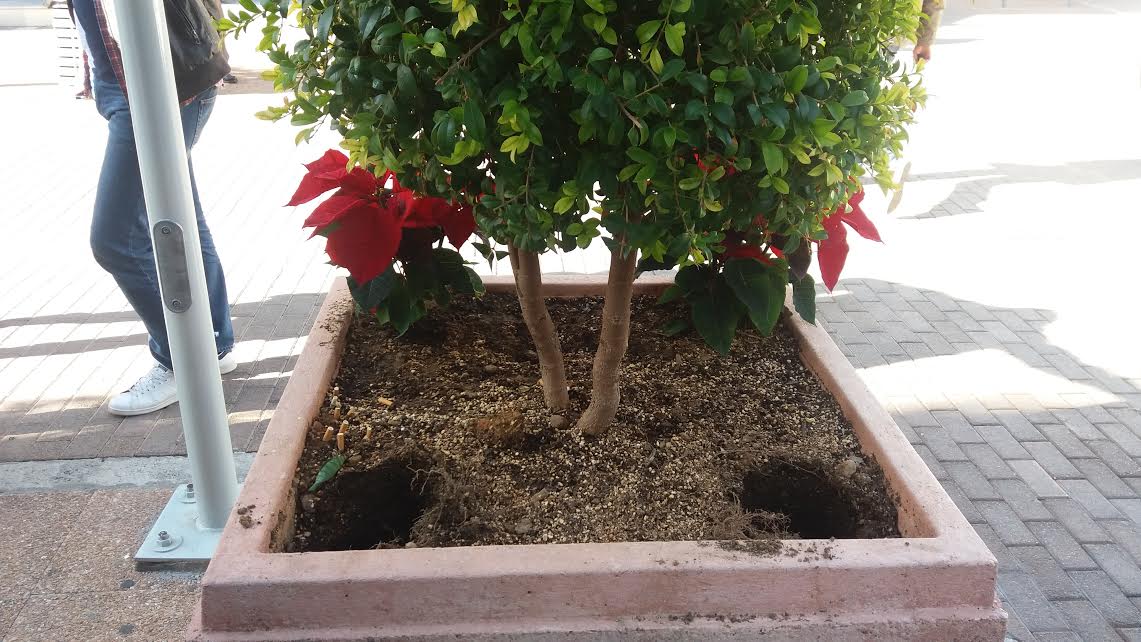 Τα αλεξανδρινά της Καλαμάτας δε θα προλάβουν το 2016…