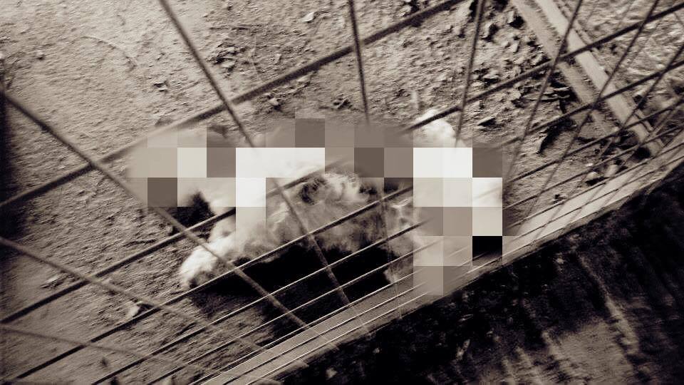 Καταγγελία από το φιλοζωικό όμιλο Καλαμάτας!