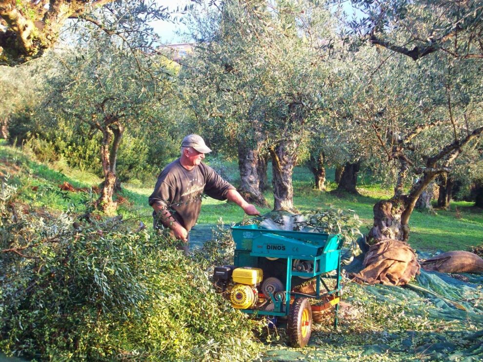 Αυξημένη η παραγωγή ελαιολάδου στην Τριφυλία