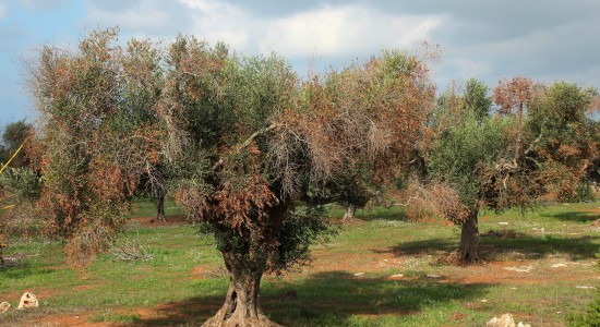 Σύσκεψη στο ΥπΑΑΤ για την εκπόνηση Εθνικού Σχεδίου Δράσης για την Ξυλέλλα