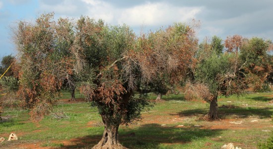 Σύσκεψη στο ΥπΑΑΤ για την εκπόνηση  Εθνικού Σχεδίου Δράσης για την Ξυλέλλα