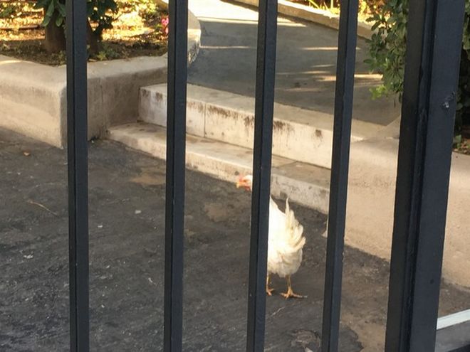 Γυναίκα πέταξε κότα στο Μαξίμου (βίντεο)