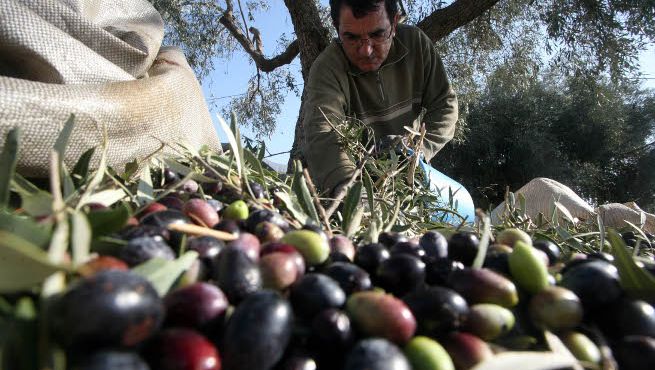 «Μαχαιριά» στους Έλληνες ελαιοπαραγωγούς  με 70.000 τόνους τυνησιακό λάδι