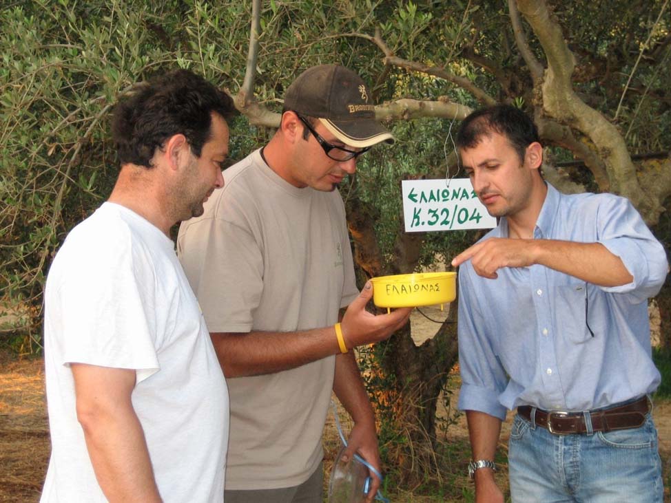 425 τόνους ελαιολάδου ΠΟΠ Καλαμάτας θα διαθέσει φέτος στην αγορά ο Α.Σ. Ελαιώνας