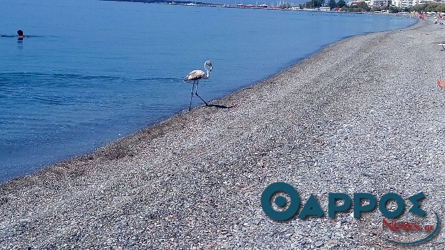 Ένας ξεχωριστός επισκέπτης στην παραλία της Καλαμάτας (φωτογραφίες)