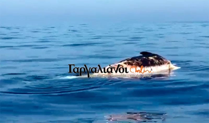 Τρεις καρχαρίες «κατασπάραξαν» μια φάλαινα ανοιχτά του Λαγκουβάρδου (βίντεο)