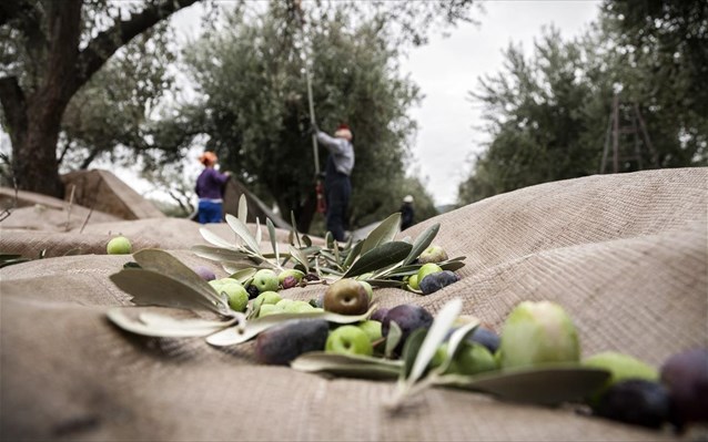 Συστάσεις σε ελαιοκαλλιεργητές και ελαιοτριβείς για τη συγκομιδή ελαιοκάρπου