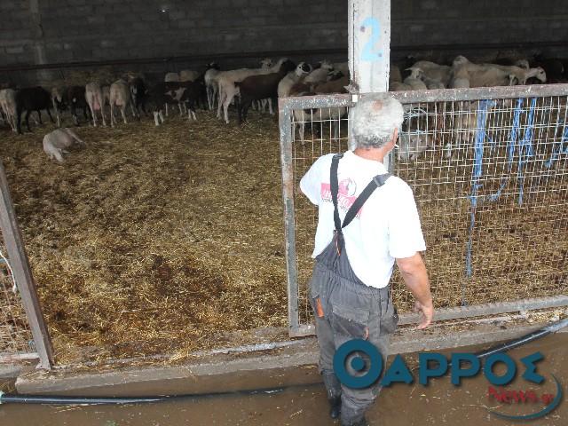 Ενισχύσεις σε κτηνοτρόφους της Μεσσηνίας που επλήγησαν από τις πλημμύρες