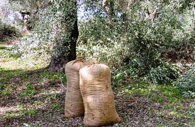 Απάντηση στο πρωτοσέλιδο της εφημερίδας «Θάρρος» από τον πρώην πρόεδρο του Συνεταιρισμού των Δολών Βασίλειο Γαϊτανάρο