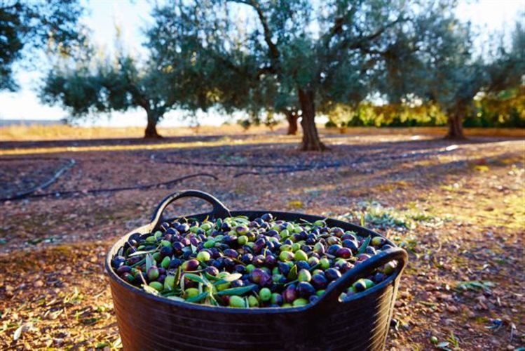 Ελληνικά λάδια: Εξαργυρώνουν την ποιότητα!