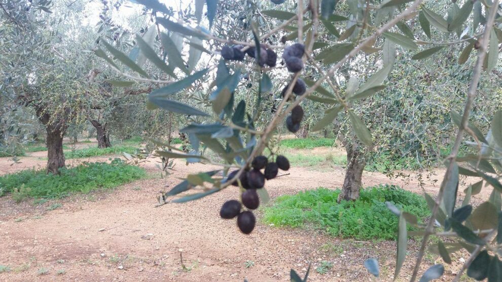 Η πρόγνωση του καιρού αύριο Τρίτη στην Καλαμάτα