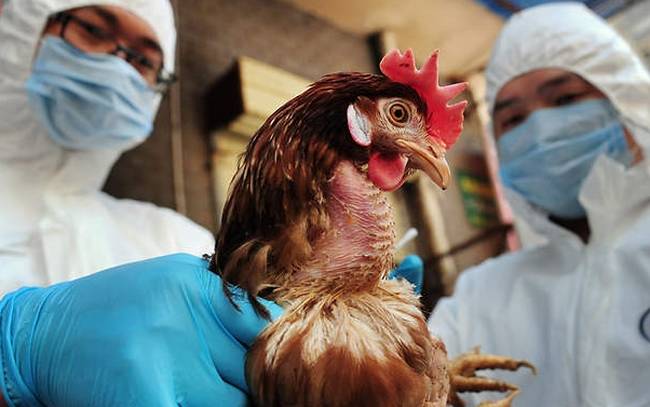 Συναγερμός για τη γρίπη των πτηνών που βρίσκεται προ των συνόρων της Ελλάδας