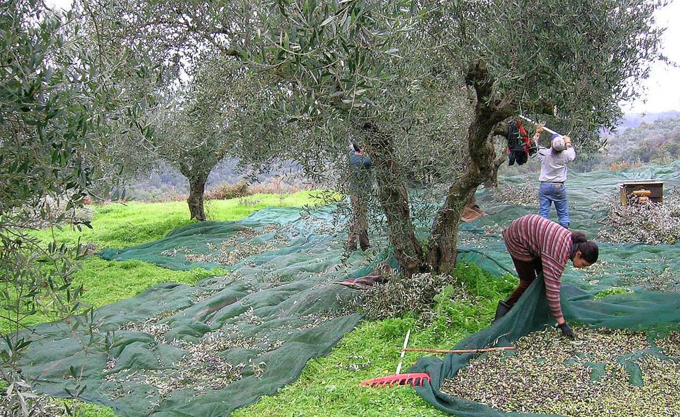 Προβλήματα για τους ελαιοκαλλιεργητές και μειωμένη η παραγωγή στα ημιορεινά της Μεσσηνίας