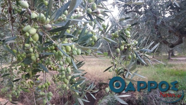 Από τα ΠΣΕΑ και υπό όρους η αποζημίωση για μειωμένη ελαιοκαρπία