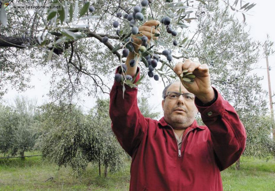 Παρέμβαση Νίκα για τη δακοκτονία