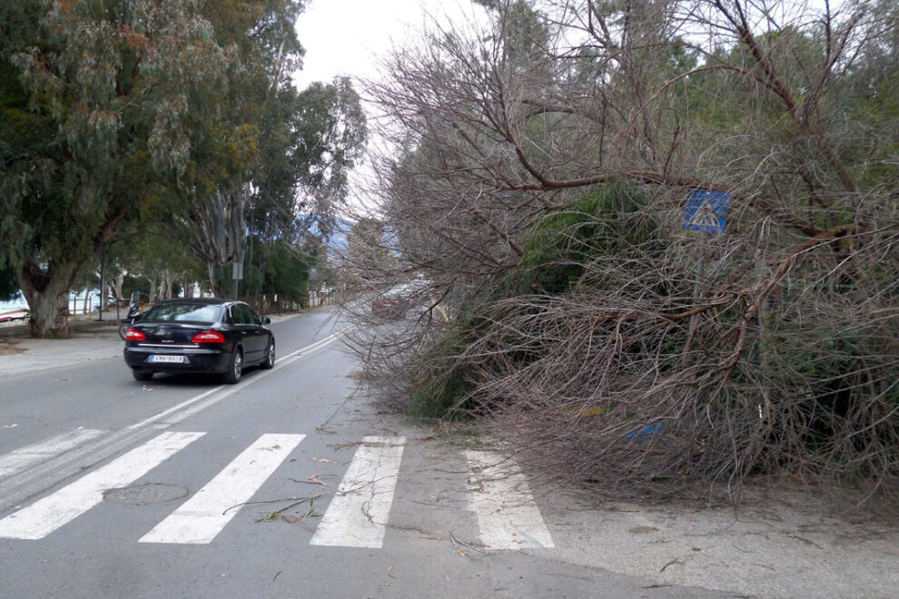 Πτώση δέντρου στο Πάρκο Αλμυρού