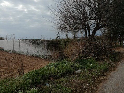 Χωρίς προβλήματα στις καλλιέργειες της Μεσσηνίας μέχρι στιγμής λόγω χιονιά