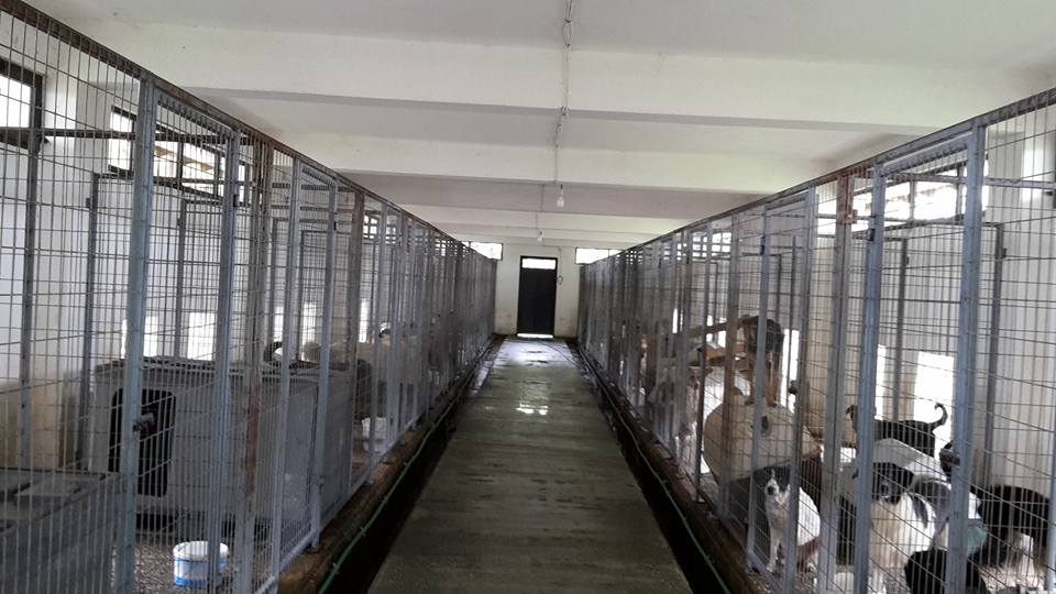 Στο Αυτόφωρο για έλλειψη άδειας κυνοτροφείου και άθλια διαβίωση για 44 σκυλιά